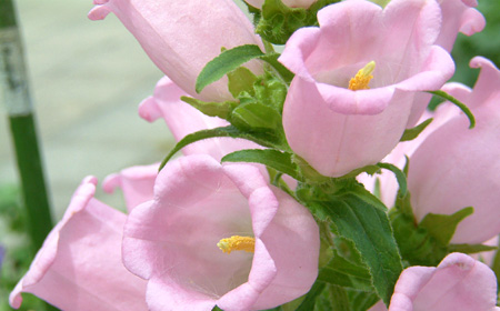 風鈴のようにふっくらとしたピンクの花「カンパニュラ」