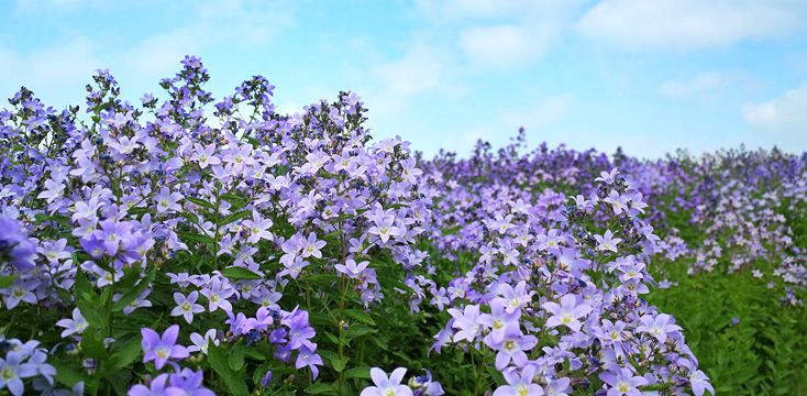 小さな紫色の花をたくさんつける可憐な花「カンパニュラ」