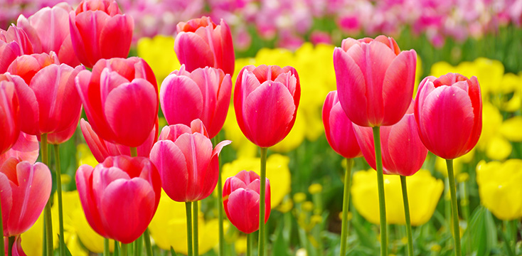チューリップの花言葉は？色別の意味・種類・特徴などをご紹介！