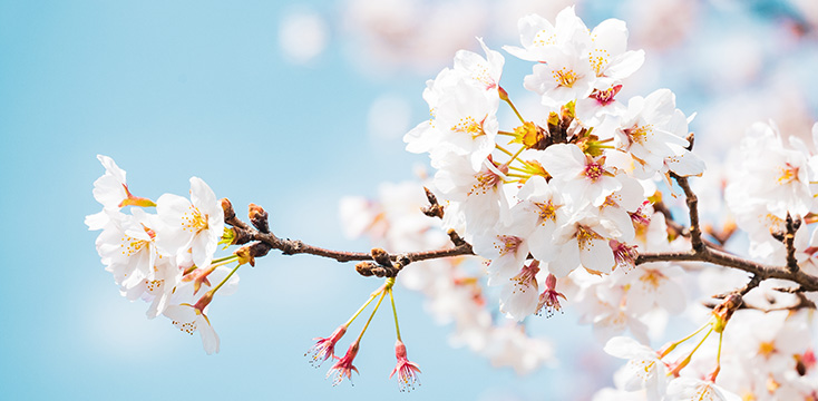 サクラの花言葉は？種類ごとの意味や由来、桜を自宅で楽しむ方法も！
