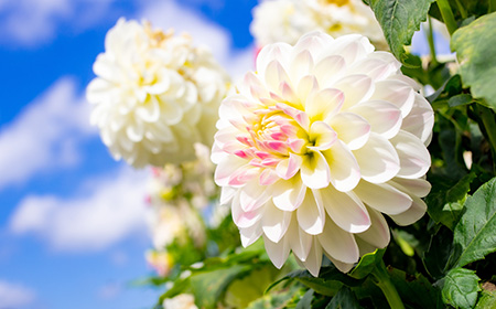 白いダリアの花
