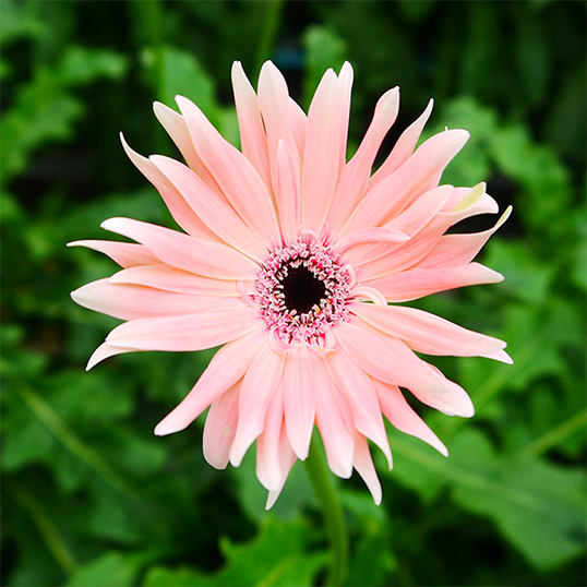 愛知県「TOKIYA GERBERA」こだわりのガーベラ