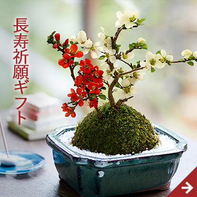 長寿祈願ギフト
