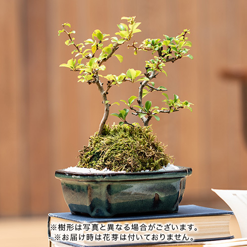 木瓜「紅白長寿梅」