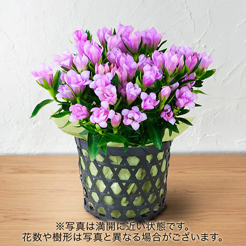 八重咲リンドウ「桜孔雀」（4号）