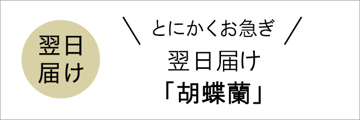 翌日届胡蝶蘭