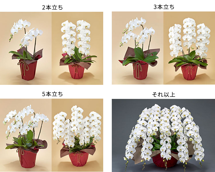 胡蝶蘭の本数の違い