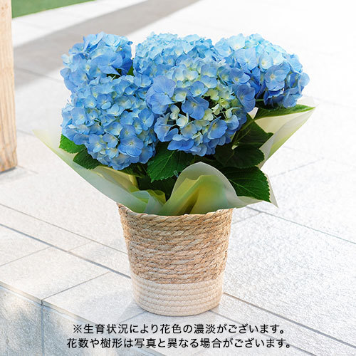 父の日 アジサイ（ブルー系）