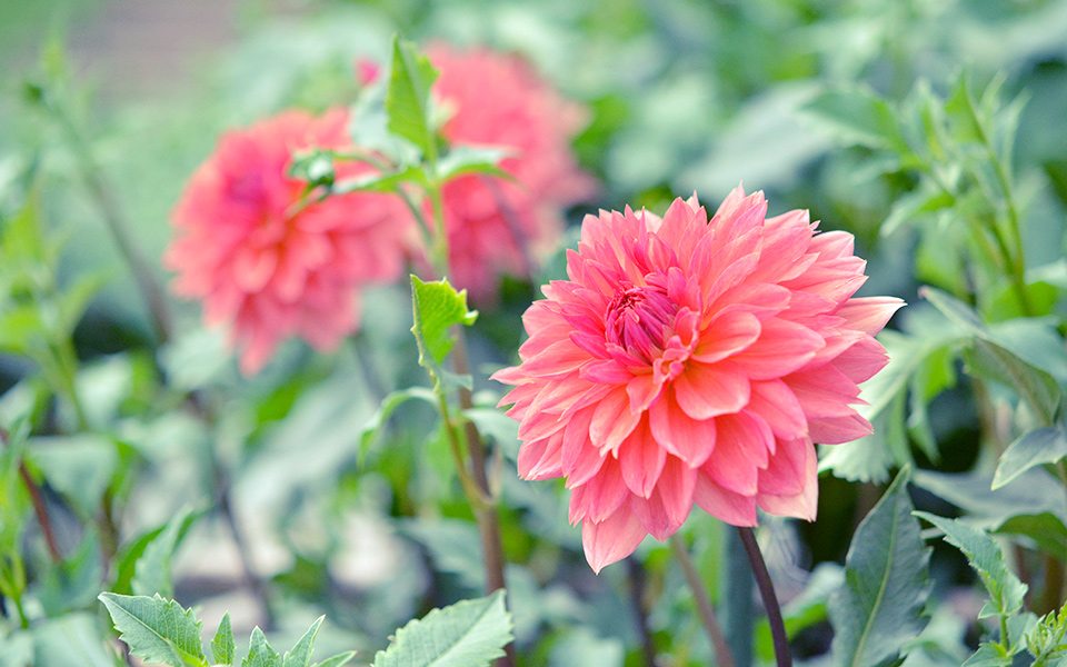 自宅で楽しむコラム「FLOWER STORY」ダリア／JA山形おきたま(山形県)｜フラワーギフト通販