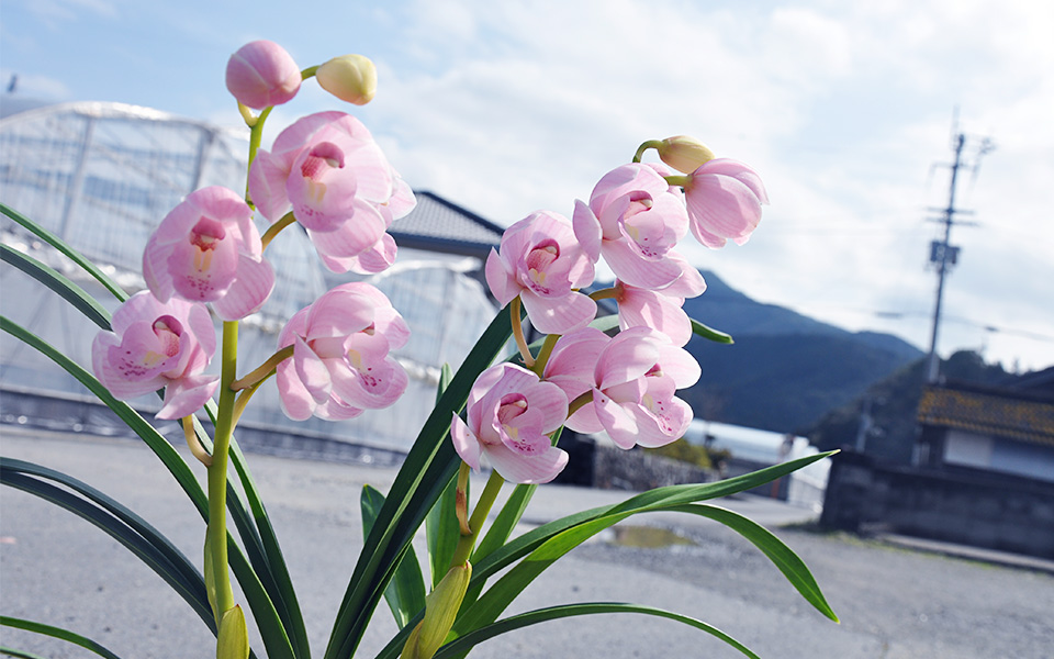 自宅で楽しむコラム「FLOWER STORY」シンビジューム／石田蘭園(高知県)｜フラワーギフト通販