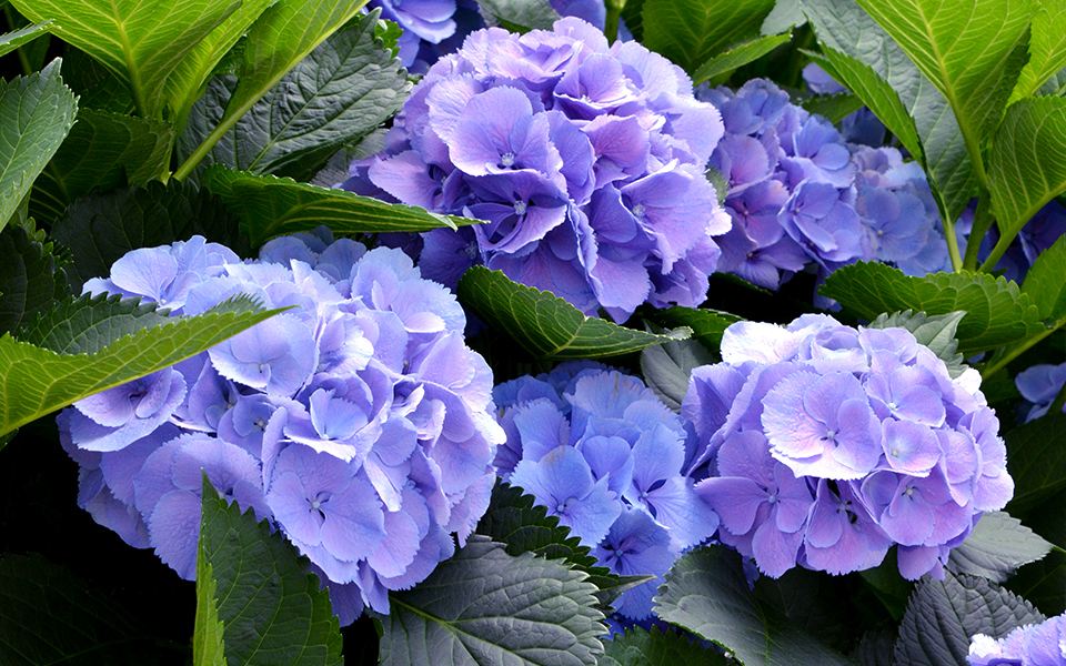 自宅で楽しむコラム「FLOWER STORY」アジサイ／青木園芸(千葉県)｜フラワーギフト通販