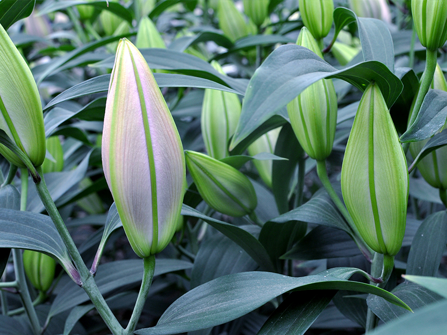 開花直前まで畑で育てたユリの美しさ