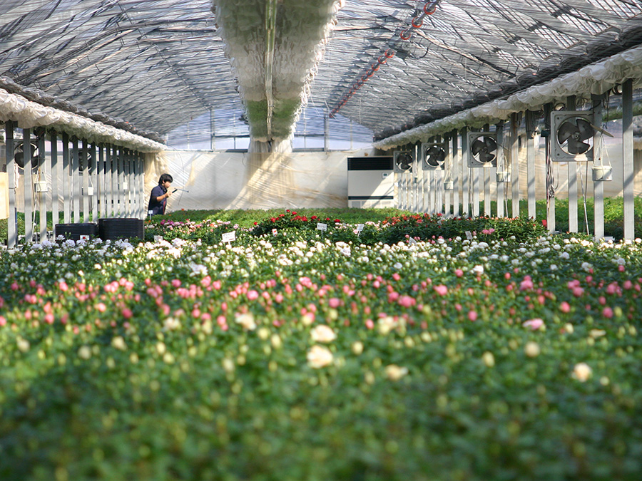 独自の工夫によるこだわりの育成