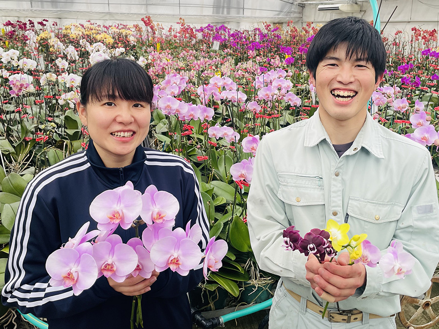 想いを伝えるのにぴったりな胡蝶蘭