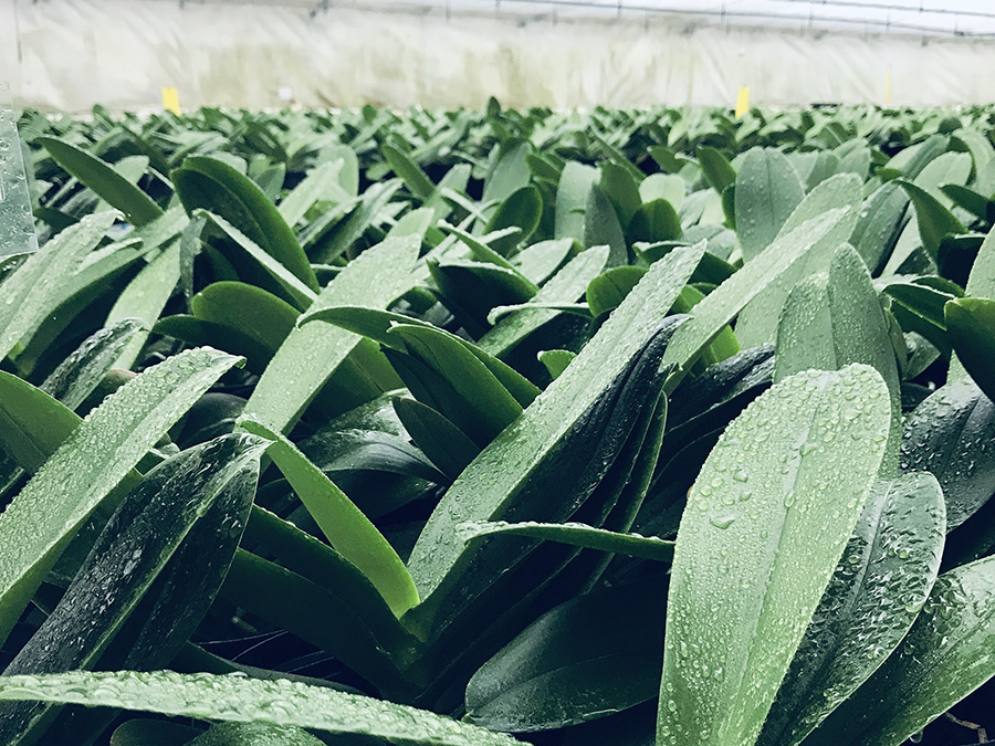 育成にはじっくり時間をかけて