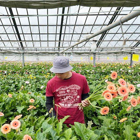 TOKIYA GERBERAのお花の魅力