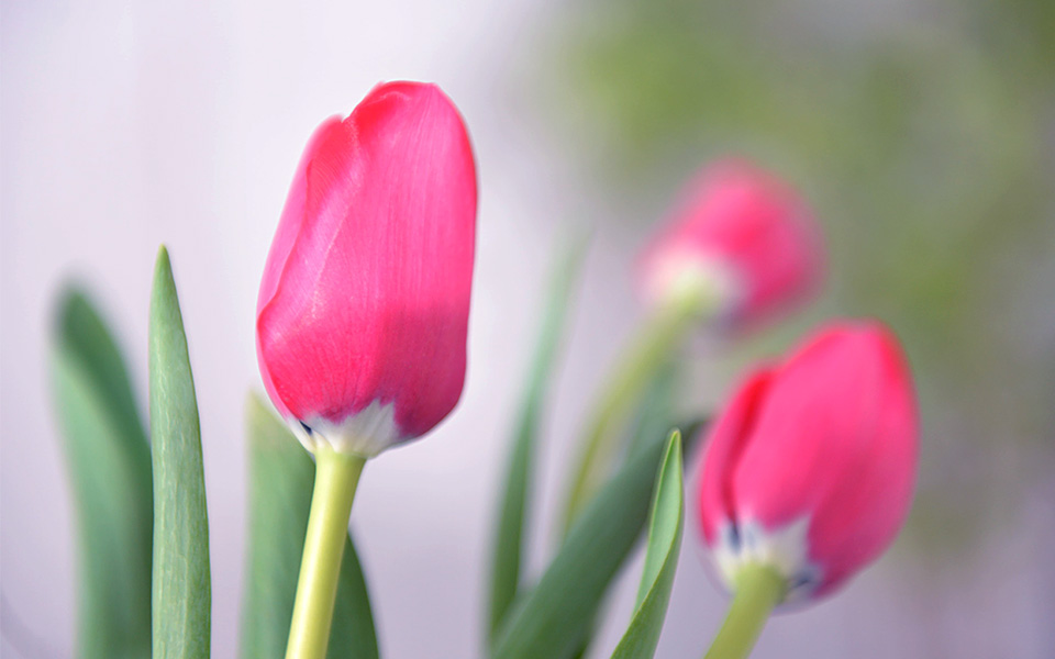 自宅で楽しむコラム「FLOWER STORY」「チューリップ」を伸びやかに飾る｜フラワーギフト通販