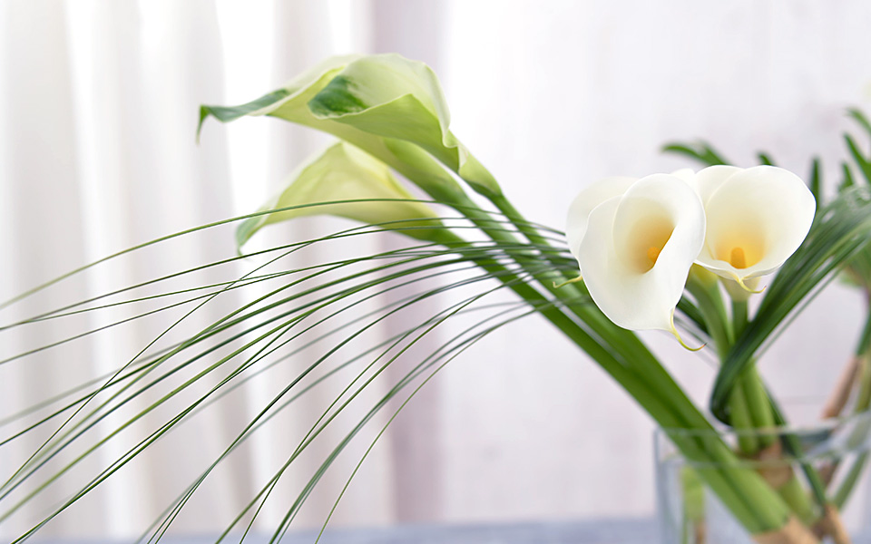 自宅で楽しむコラム「FLOWER STORY」「カラー」をスタイリッシュに飾る｜フラワーギフト通販