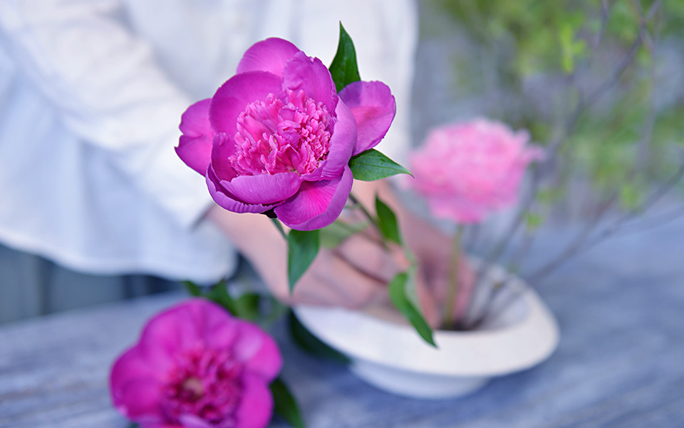 自宅で楽しむコラム「FLOWER STORY」「芍薬」を和風アレンジで楽しむ｜フラワーギフト通販