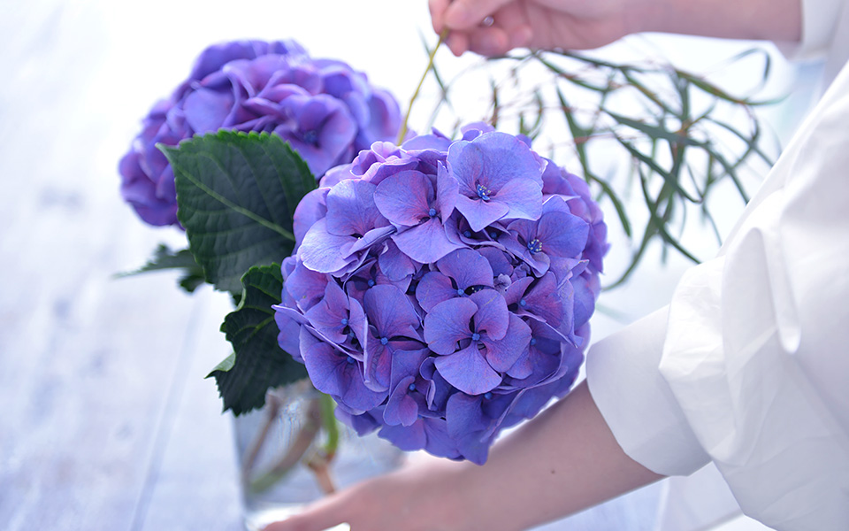 自宅で楽しむコラム「FLOWER STORY」「アジサイ」をシンプルに飾る｜フラワーギフト通販