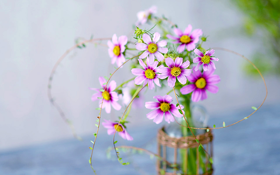 自宅で楽しむコラム「FLOWER STORY」「コスモス」をしなやかに飾る｜フラワーギフト通販
