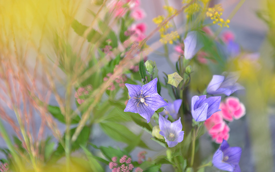 自宅で楽しむコラム「FLOWER STORY」「秋の七草」で季節を感じる｜フラワーギフト通販