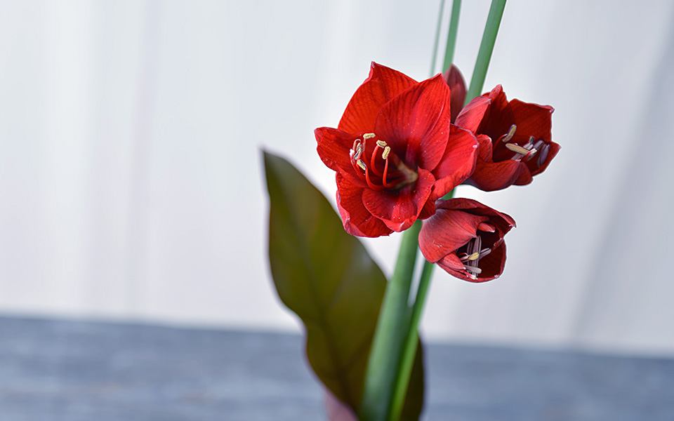 自宅で楽しむコラム「FLOWER STORY」「アマリリス」を凛々しく活ける｜フラワーギフト通販