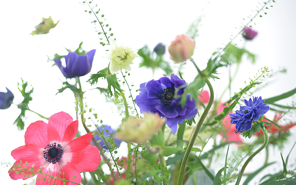 自宅で楽しむコラム「FLOWER STORY」カラフルなアネモネを活き活きと飾る｜フラワーギフト通販