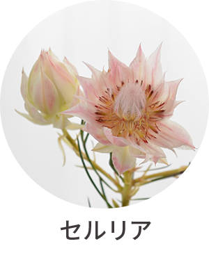 セルリア