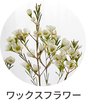 ワックスフラワー