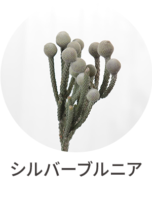 シルバーブルニア