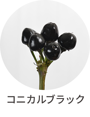コニカルブラック