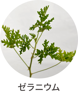 ゼラニウム