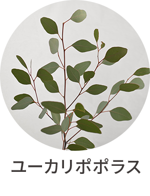 ユーカリポポラス