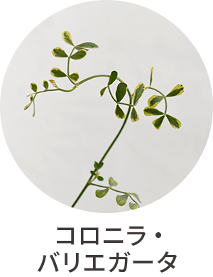 コロニラ・バリエガータ