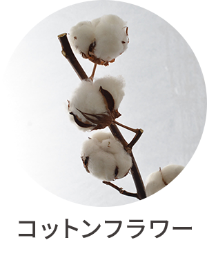 コットンフラワー