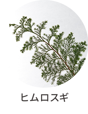 ヒムロスギ