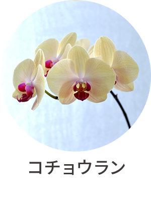 コチョウラン