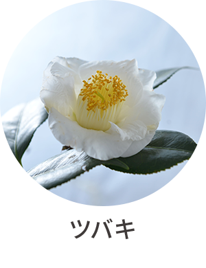 ツバキ