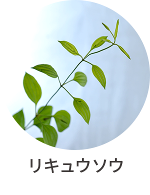 リキュウソウ