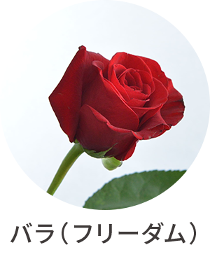バラ（フリーダム）