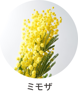 ミモザ