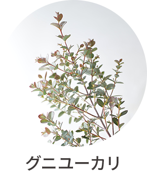 グニユーカリ