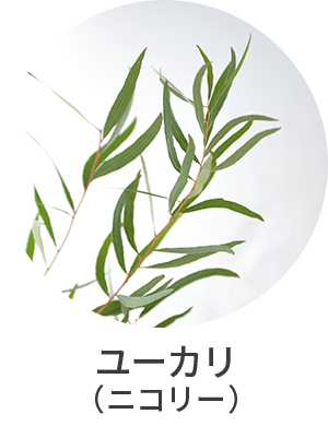 ユーカリ（ニコリー）