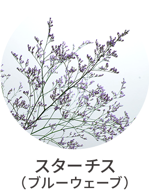スターチス（ブルーウェーブ）