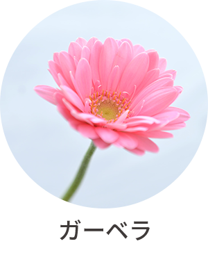 ガーベラ
