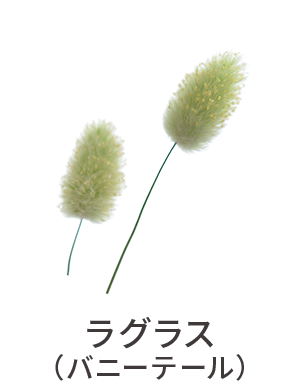 ラグラス（バニーテール）