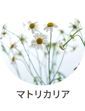 マトリカリア