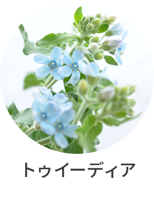 トゥイーディア