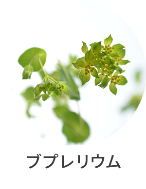 ブプレリウム